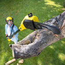 How Our Tree Care Process Works  in  Prosper, TX