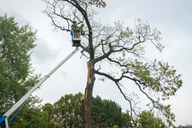 Mulching Services in Prosper, TX