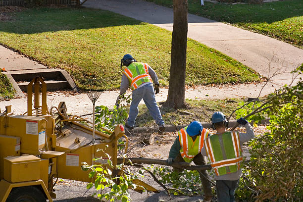 Tree and Shrub Care in Prosper, TX